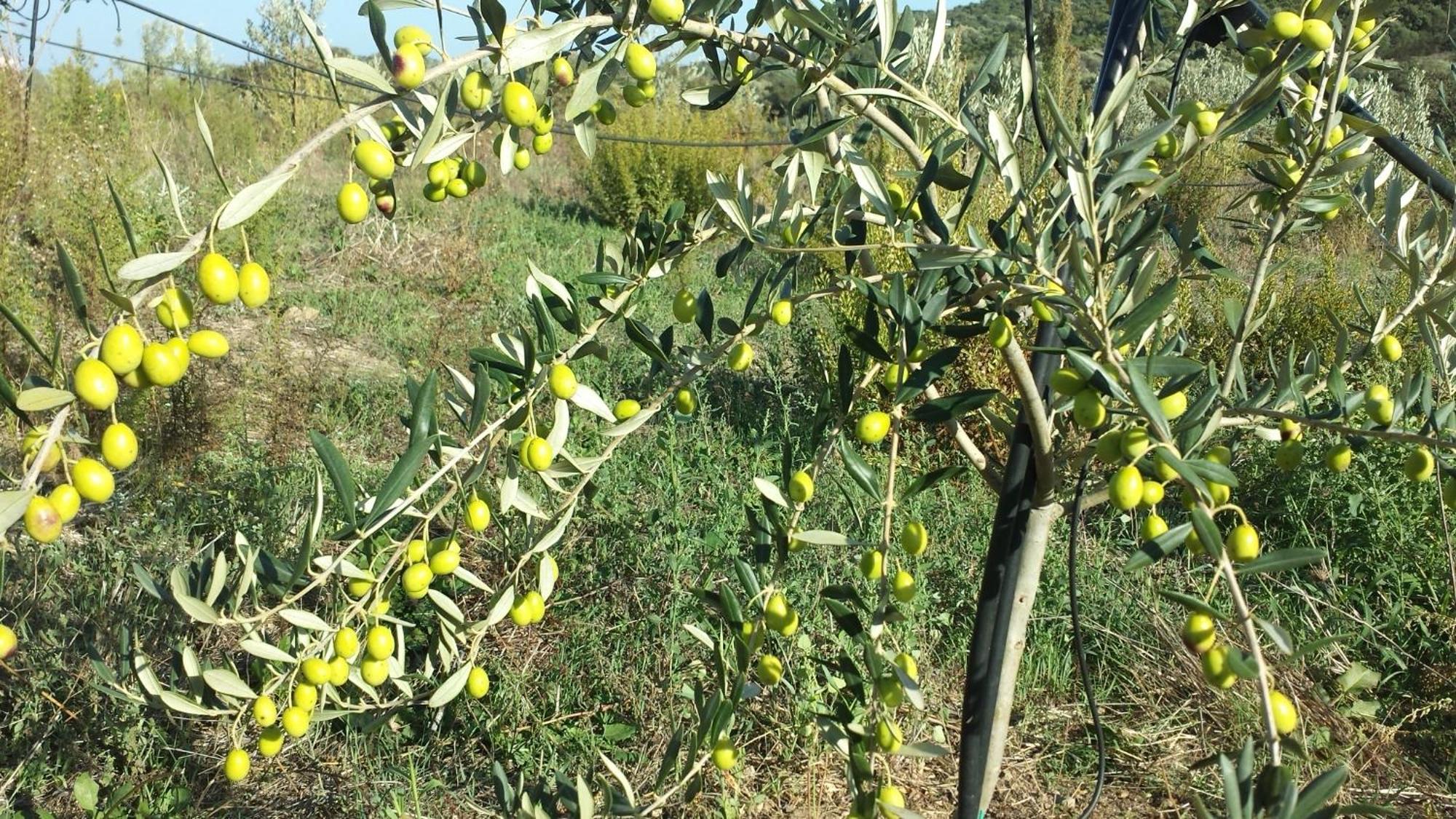 Agriturismo Agrisole Olbia Exterior foto
